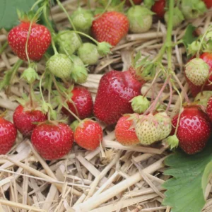 10 Earliglow Strawberry Bare Roots - Fragaria x ananassa - Sweet, Early Fruiting - Image 5