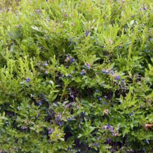 10 Emerald Blueberry Live Plant Plugs - Vaccinium corymbosum - Southern Highbush - Image 8