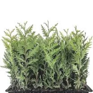 10 Emerald Green Arborvitae Live Plant – Privacy Tree – Bare Root Starter - Image 1