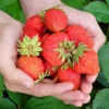 10 Everbearing Strawberry Plants - Bare Root Day Neutral High Yield - Image 1