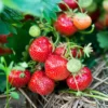 10 Eversweet Strawberry Bare Roots - Everbearing, Heat Tolerant Plants - Image 2