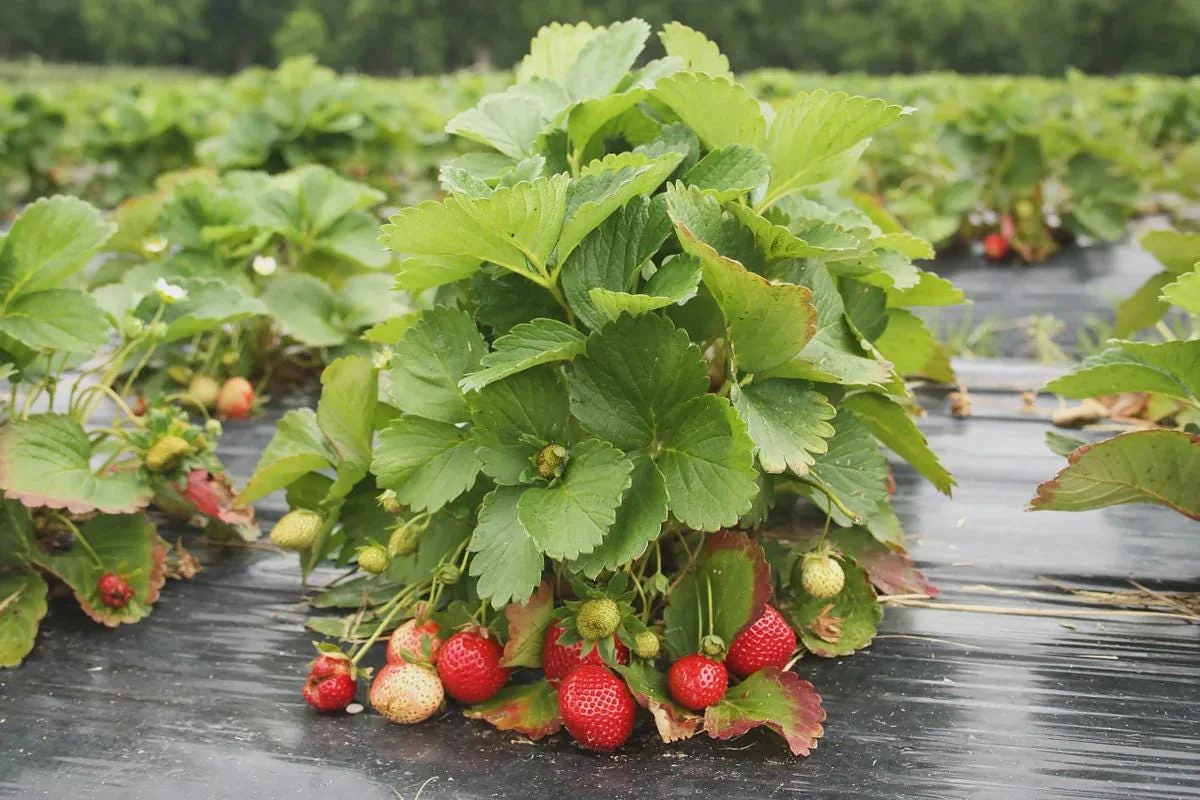 10 Eversweet Strawberry Bare Roots - Everbearing, Heat Tolerant Plants - Image 3
