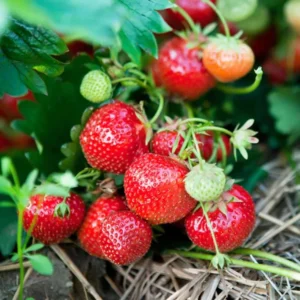 10 Eversweet Strawberry Bare Roots - Everbearing, Heat Tolerant Plants - Image 5