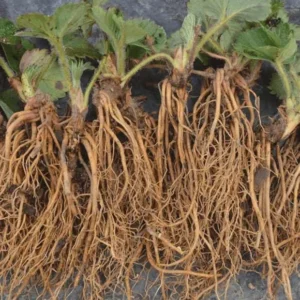 10 Eversweet Strawberry Bare Roots - Everbearing, Heat Tolerant Plants - Image 8