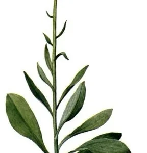 10 False Unicorn Chamaelirium Luteum Bare Root Plants Organic Wildflower - Image 4