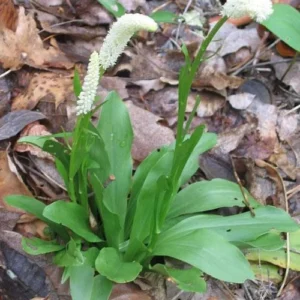 10 False Unicorn Chamaelirium Luteum Bare Root Plants Organic Wildflower - Image 6