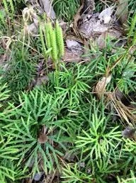 10 Fan Clubmoss Bare Roots - Lycopodium Complanatum Evergreen Ground Cover - Image 10