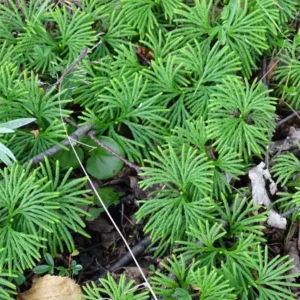 10 Fan Clubmoss Bare Roots - Lycopodium Complanatum Evergreen Ground Cover - Image 1