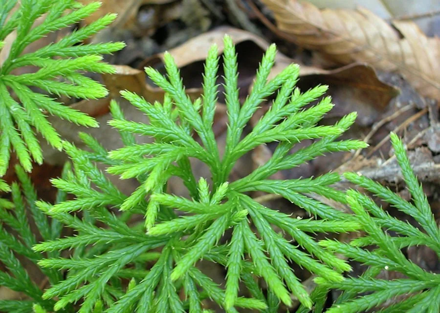 10 Fan Clubmoss Bare Roots - Lycopodium Complanatum Evergreen Ground Cover - Image 7