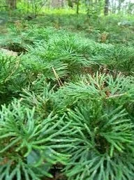 10 Fan Clubmoss Bare Roots - Lycopodium Complanatum Evergreen Ground Cover - Image 8