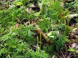 10 Fan Clubmoss Bare Roots - Lycopodium Complanatum Evergreen Ground Cover - Image 9