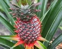 10 Florida Special Pineapple Starter Plants - Ananas Colossus Bare Root - Image 2