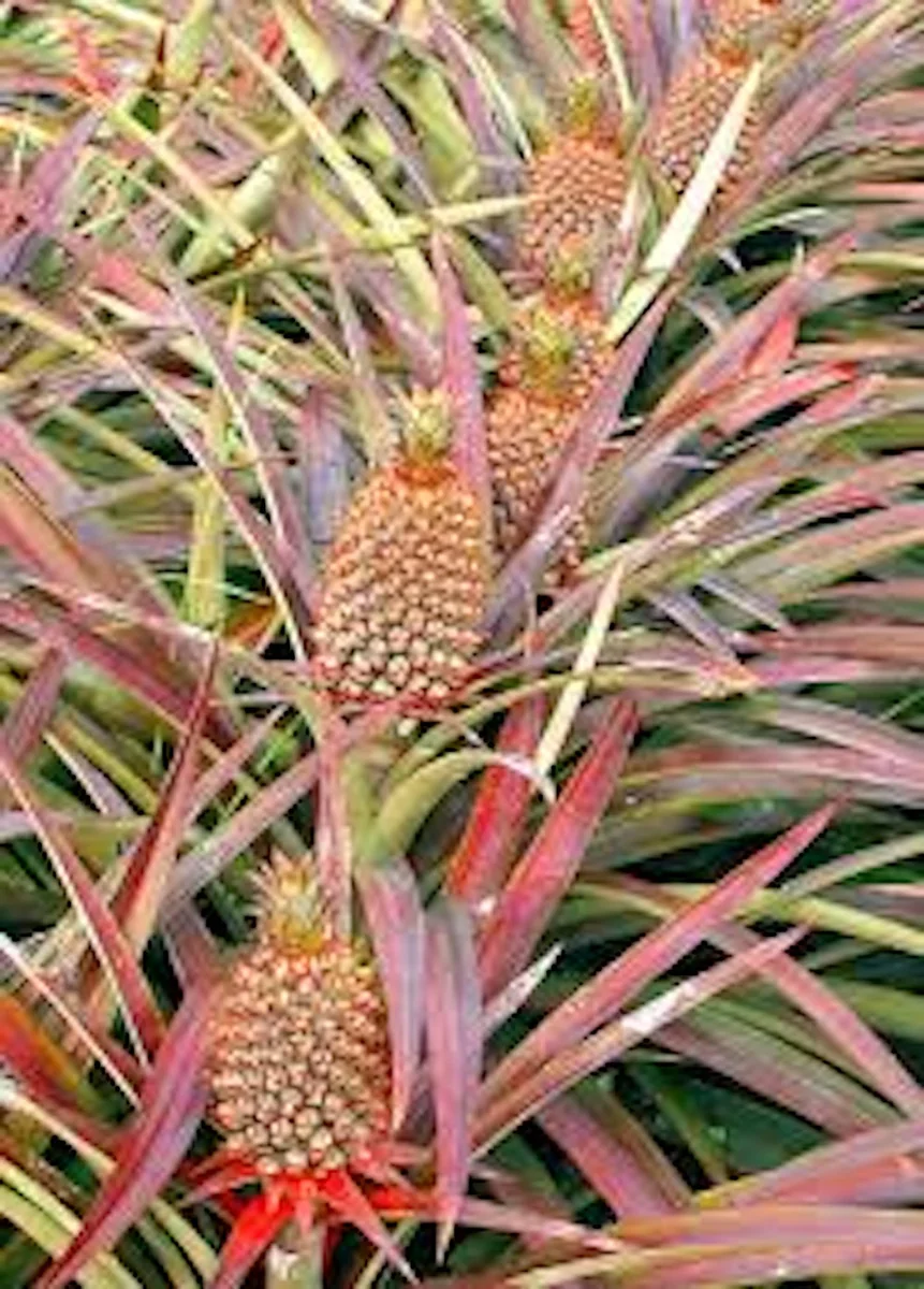 10 Florida Special Pineapple Starter Plants - Ananas Colossus Bare Root - Image 8