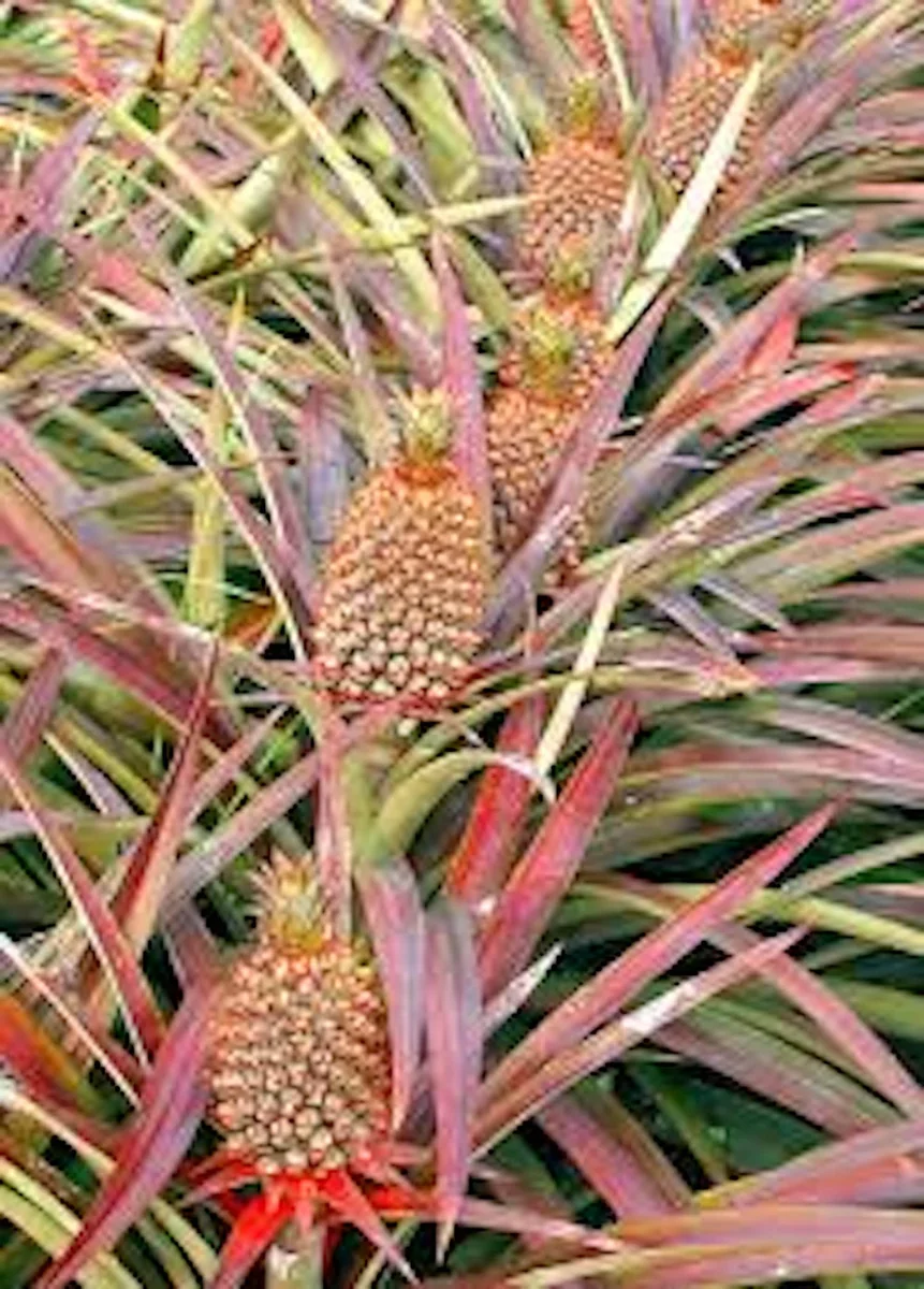 10 Florida Special Pineapple Starter Plants - Ananas Colossus Bare Root - Image 1