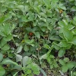 10 Fort Laramie Strawberry Bare Roots - Everbearing, Cold Hardy - Image 8