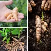 10 Fresh Turmeric Root Plants - Curcuma longa Live Rhizomes for Planting - Image 1