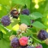 10 Glencoe Thornless Raspberry Plants - Purple Fruit Bush Perennial - Image 1