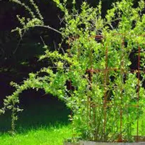 10 Goji Berry Live Plants - Lycium barbarum Fruit Starter Plants - Image 2