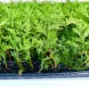 10 Green Giant Arborvitae Live Plants – 6-12" Starter Evergreen Privacy Hedge - Image 1