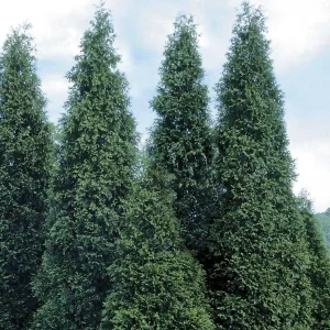 10 Green Giant Arborvitae Live Plants - 6 inch Tall, 4 inch Pot - Outdoor Evergreen Tree for Hedges - Image 1