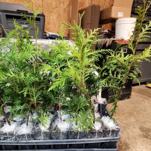 10 Green Giant Arborvitae Live Plants - 6 inch Tall Privacy Trees - Image 3