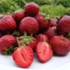 10 Honeoye Strawberry Bare Roots - Fragaria - June-Bearing, Hardy - Image 1