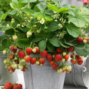 10 Honeoye Strawberry Bare Roots - Fragaria - June-Bearing, Hardy - Image 3