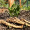 10 Horseradish Bare Roots - Armoracia rusticana Perennial Plant for Home Garden - Image 1