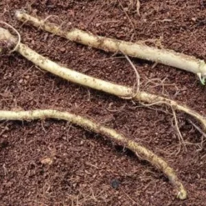 10 Horseradish Bare Roots - Armoracia rusticana Perennial Plant for Home Garden - Image 4