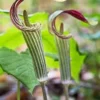 10 Jack-in-the-Pulpit Bare Root Plants – Arisaema Triphyllum Native Wildflower - Image 1