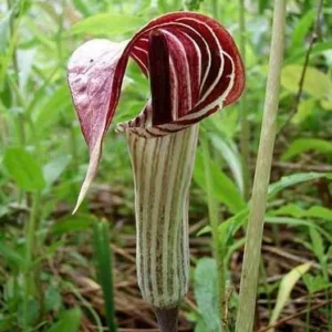 10 Jack-in-the-Pulpit Bare Root Plants – Arisaema Triphyllum Native Wildflower - Image 3