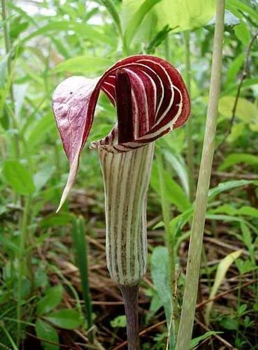10 Jack-in-the-Pulpit Bare Root Plants – Arisaema Triphyllum Native Wildflower - Image 3