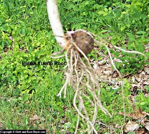 10 Jack-in-the-Pulpit Bare Root Plants – Arisaema Triphyllum Native Wildflower - Image 4