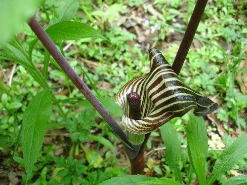 10 Jack-in-the-Pulpit Bare Root Plants – Arisaema Triphyllum Native Wildflower - Image 7