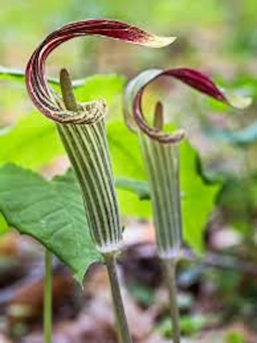 10 Jack-in-the-Pulpit Bare Root Plants – Arisaema Triphyllum Native Wildflower - Image 1