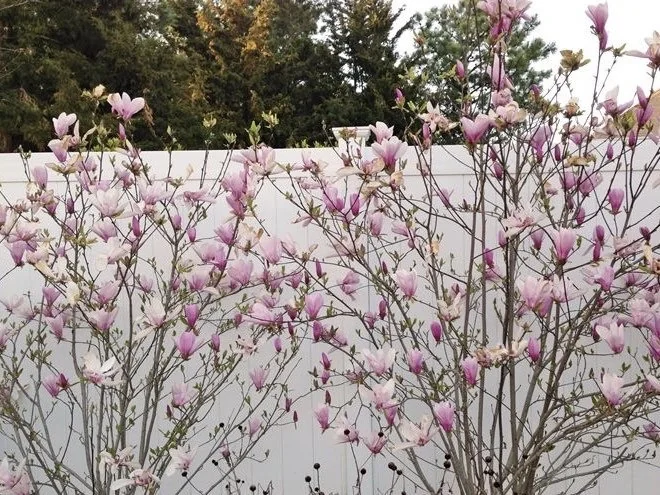 10 Jane Magnolia Bare Root Cuttings - Outdoor Flowering Tree 8-12 Inches Tall - Image 2