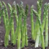 10 Jersey Supreme Asparagus Bare Roots - High-Yielding All-Male Spears - Image 1