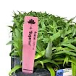 10 Kona Sugarloaf Pineapple Starter Plants - Ananas comosus Live Fruit Plants - Image 3