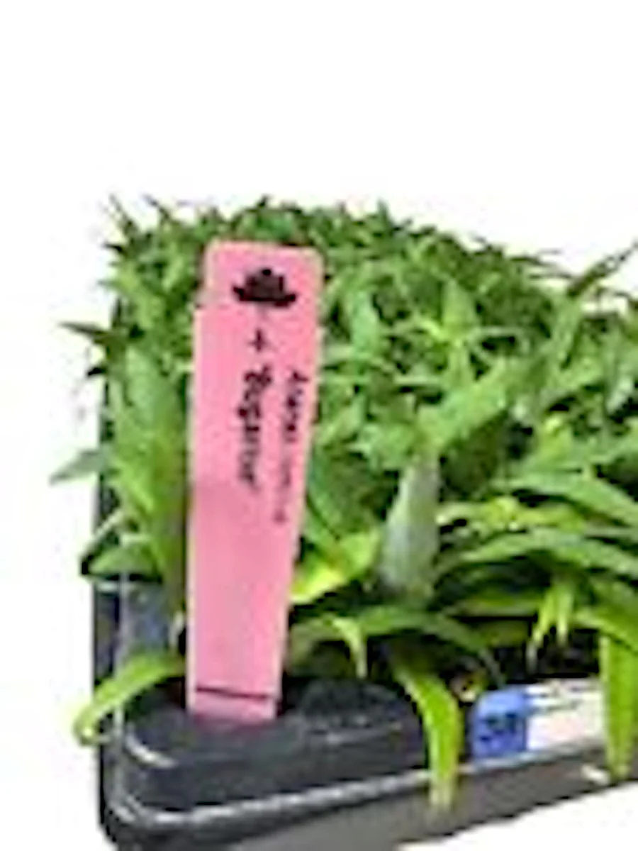 10 Kona Sugarloaf Pineapple Starter Plants - Ananas comosus Live Fruit Plants - Image 3