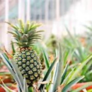 10 Kona Sugarloaf Pineapple Starter Plants - Ananas comosus Live Fruit Plants - Image 4