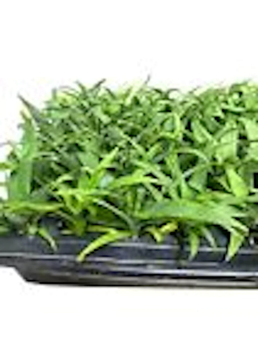 10 Kona Sugarloaf Pineapple Starter Plants - Ananas comosus Live Fruit Plants - Image 5