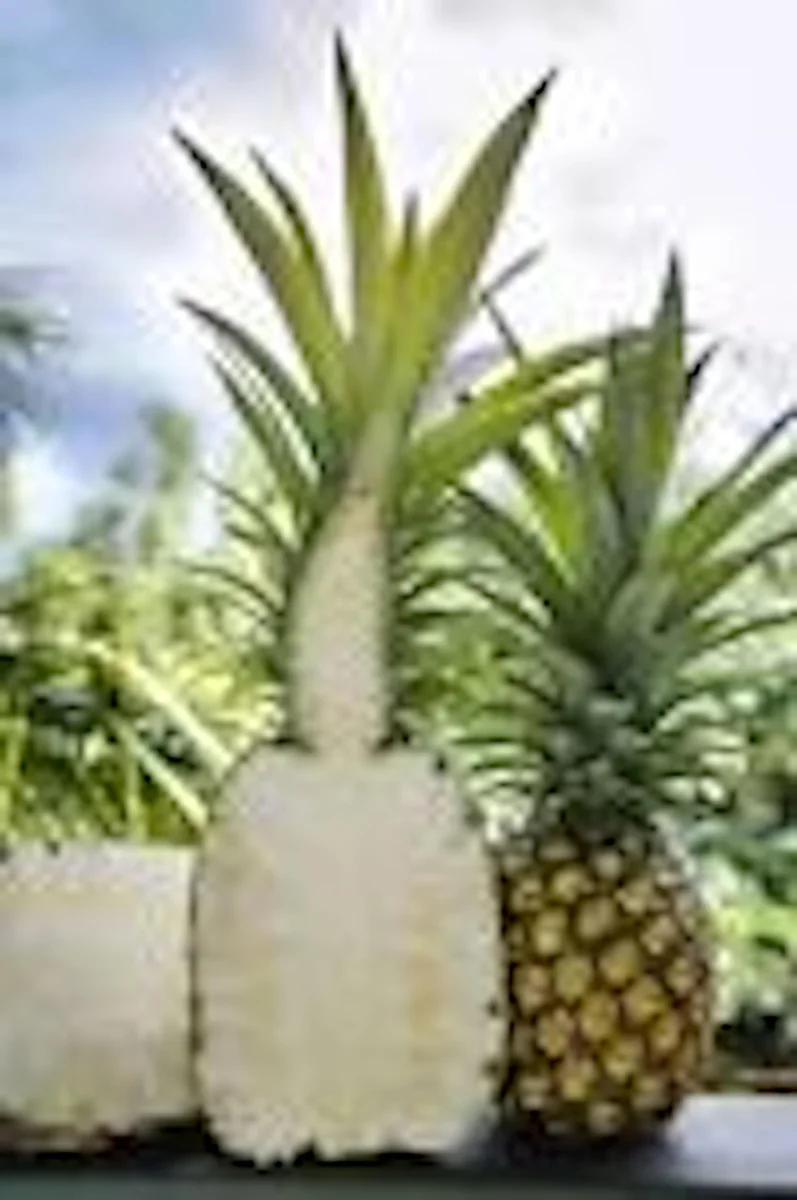 10 Kona Sugarloaf Pineapple Starter Plants - Ananas comosus Live Fruit Plants - Image 6