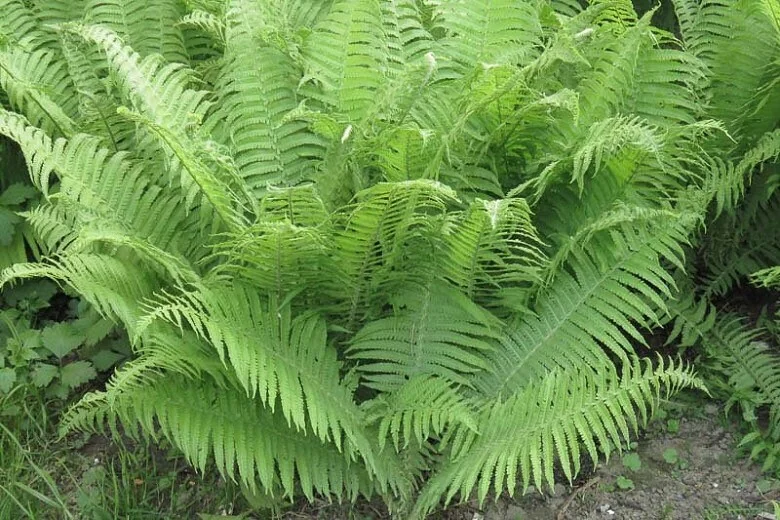 10 Lady Fern Bare Root Plants - Athyrium Filix-Femina Woodland Perennial - Image 10