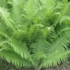 10 Lady Fern Bare Root Plants - Athyrium Filix-Femina Woodland Perennial - Image 1