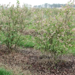 10 Legacy Blueberry Starter Plug - Vaccinium corymbosum Live Plant - Northern Highbush - Image 3