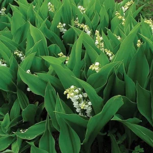 10 Lily of the Valley Bare Root Plants - Convallaria Majalis - Fragrant Ground Cover - Image 4