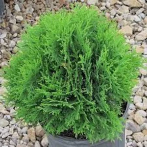 10 Little Giant Arborvitae Live Plants – Thuja occidentalis – Bush & Shrub – Outdoor - Image 2