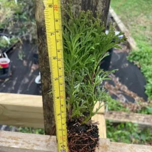 10 Little Giant Arborvitae Live Plants – Thuja occidentalis – Bush & Shrub – Outdoor - Image 4