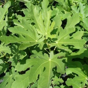 10 Magnolia Fig Starter Plugs - Ficus carica 'Magnolia' Live Plants - Image 4