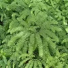10 Maidenhair Fern Bare Roots - Adiantum pedatum Live Plants for Shade - Image 1